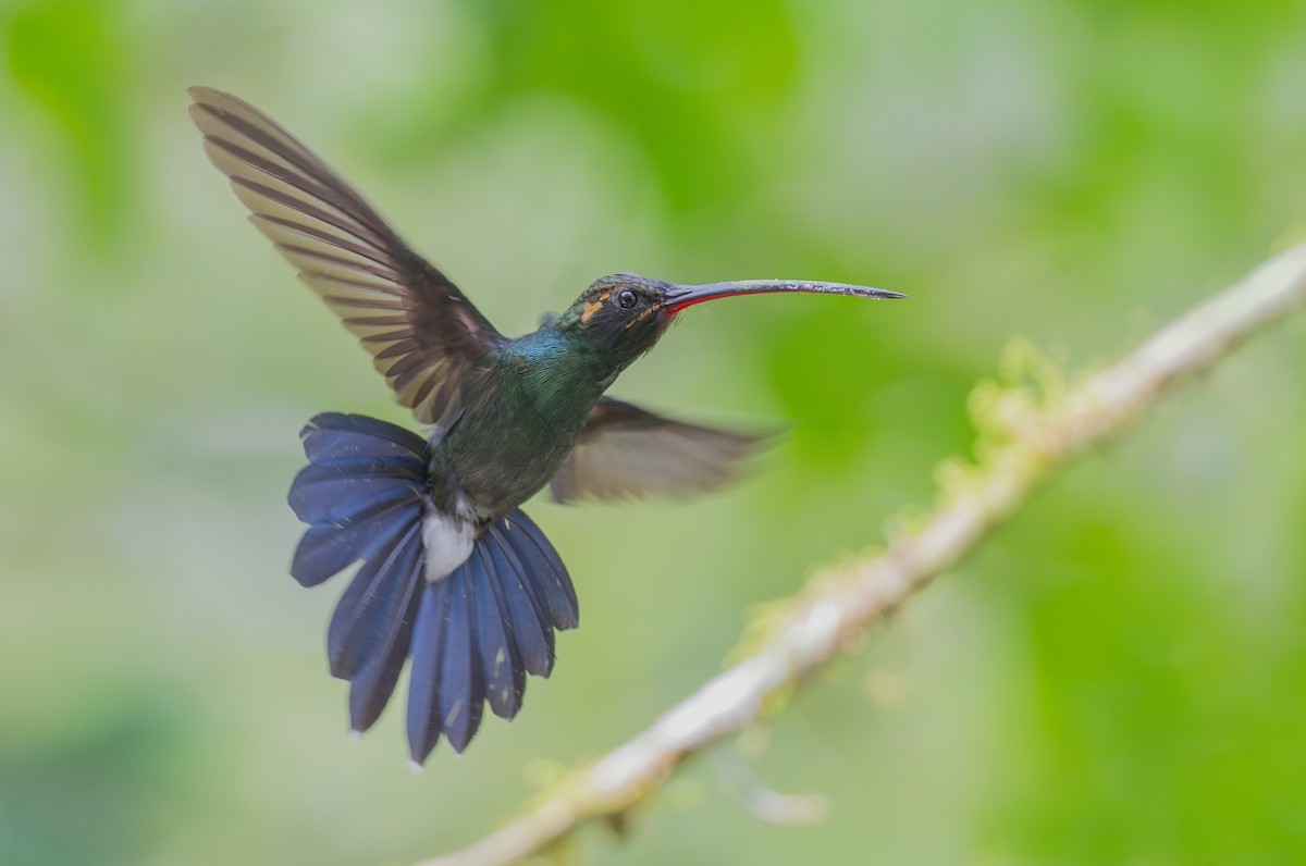 White-whiskered Hermit - ML644072283