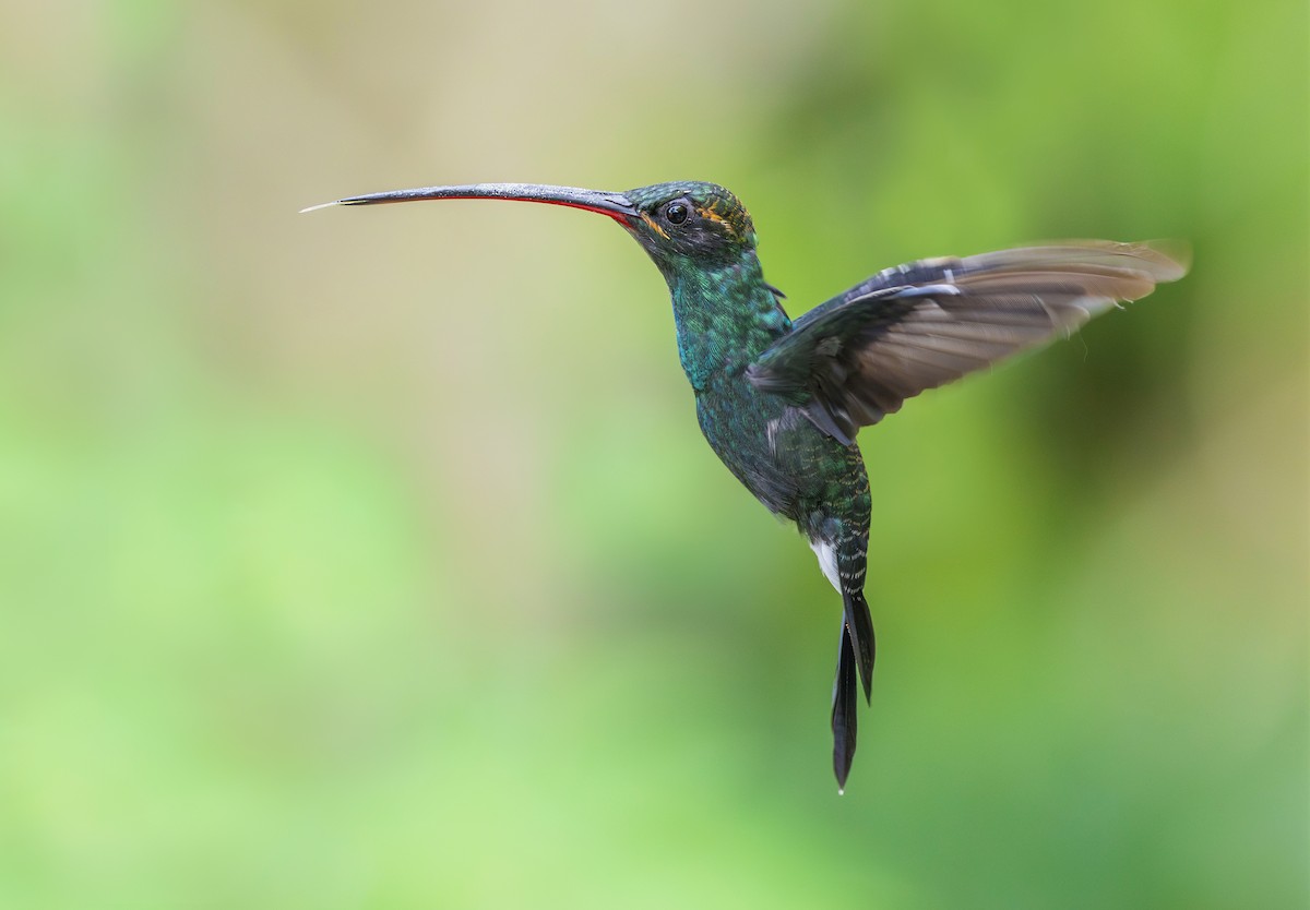 White-whiskered Hermit - ML644072284