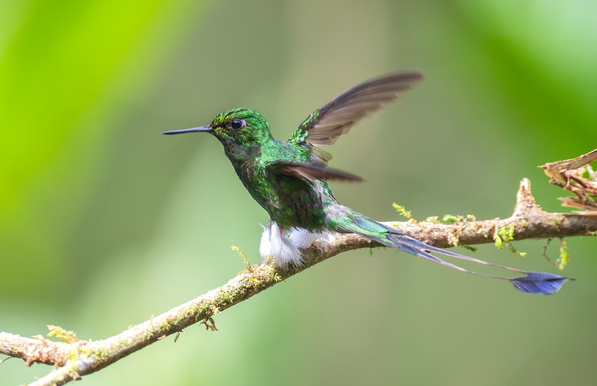 White-booted Racket-tail - ML644072292