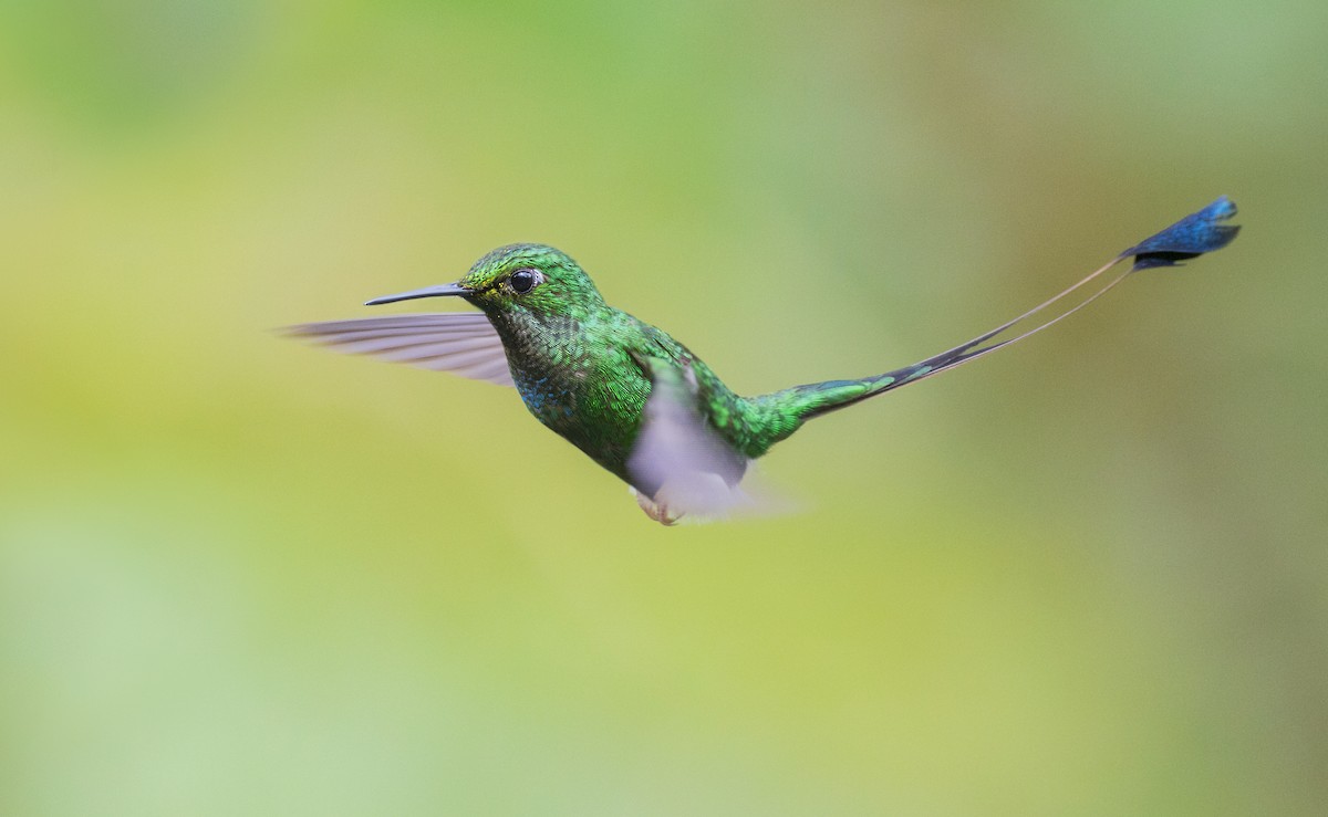 White-booted Racket-tail - ML644072293