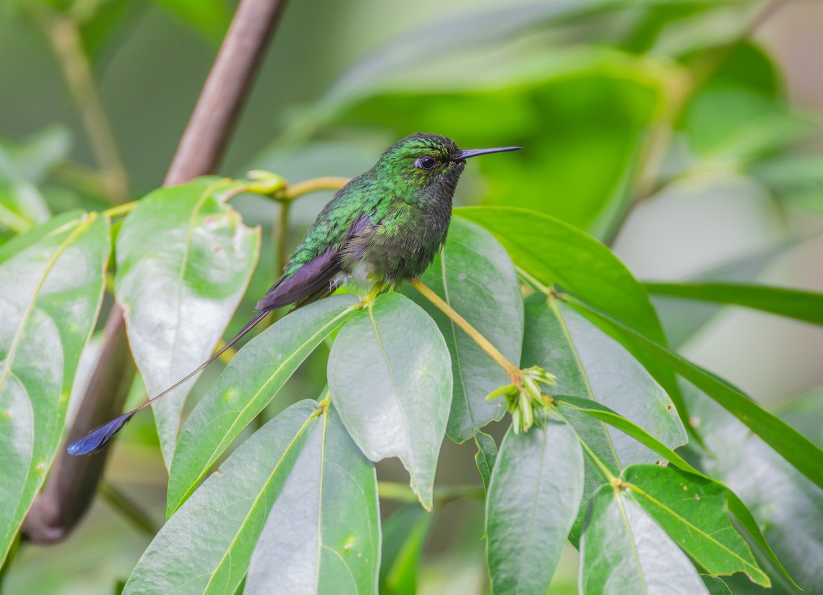 White-booted Racket-tail - ML644072294