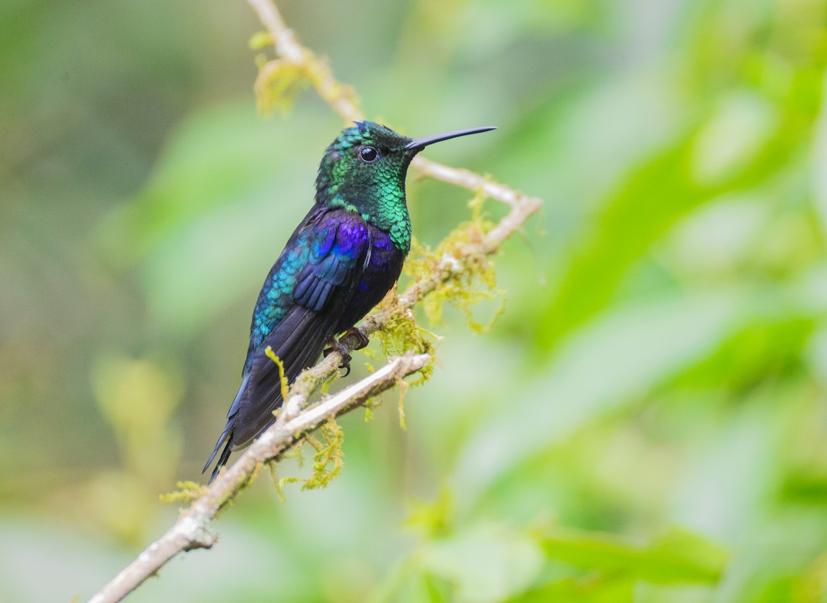 Crowned Woodnymph - ML644072296