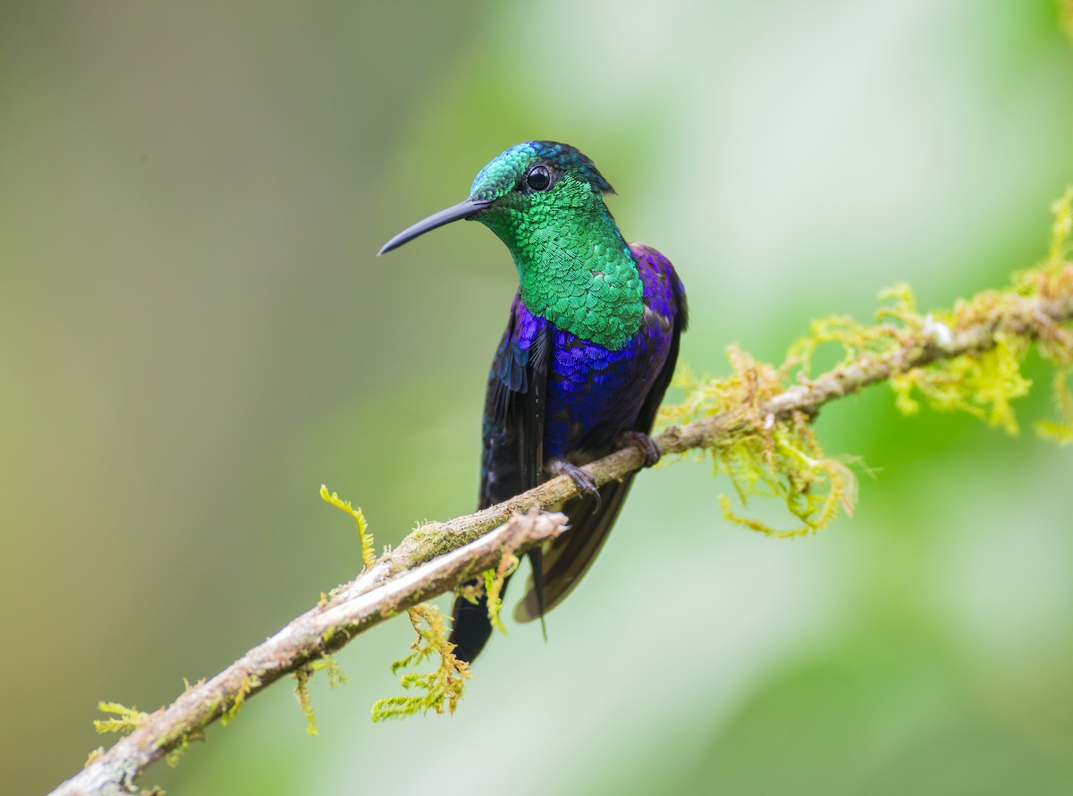 Crowned Woodnymph - ML644072297