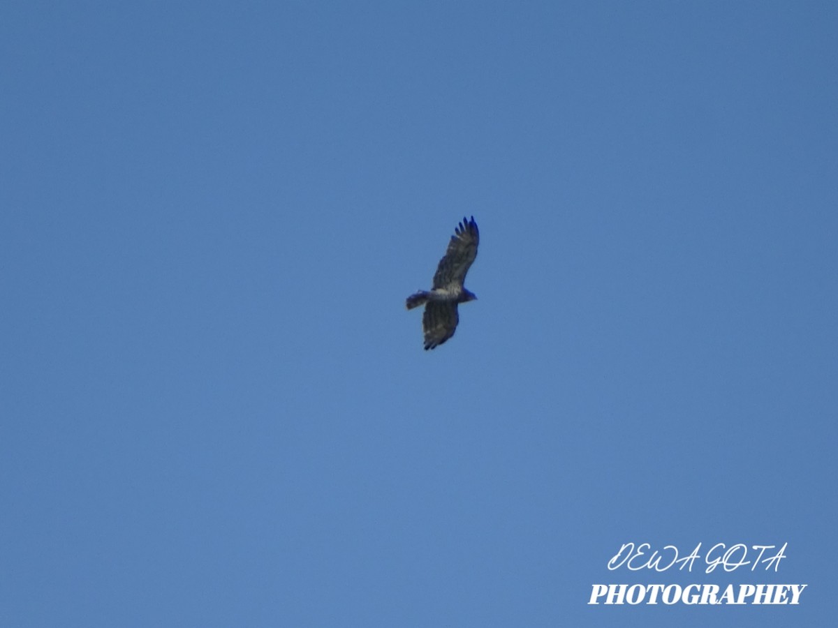 Short-toed Snake-Eagle - ML644072322