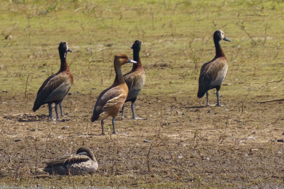 Fulvous Whistling-Duck - ML644072331