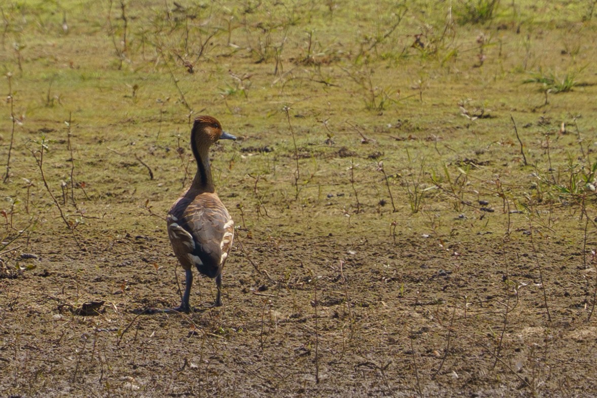 Fulvous Whistling-Duck - ML644072332