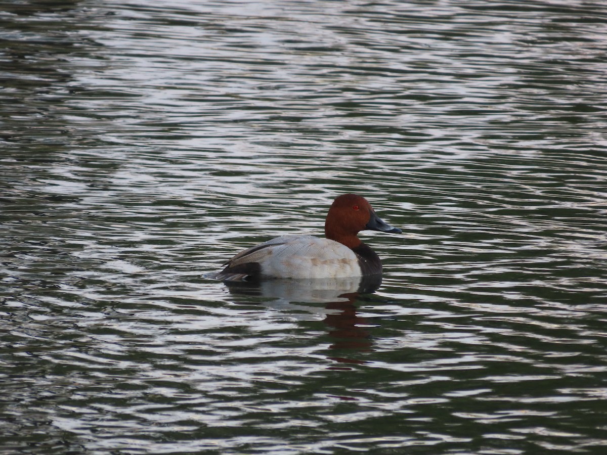 Common Pochard - ML644072363