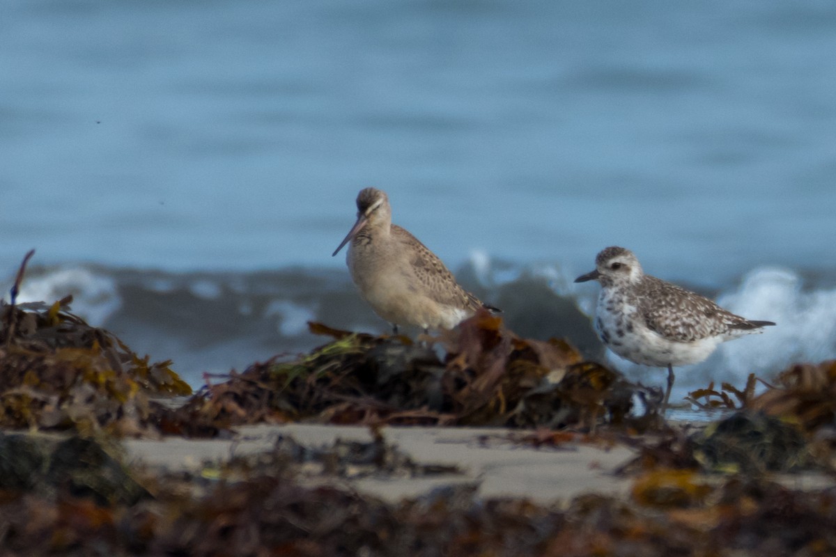 Hudsonian Godwit - ML644072371