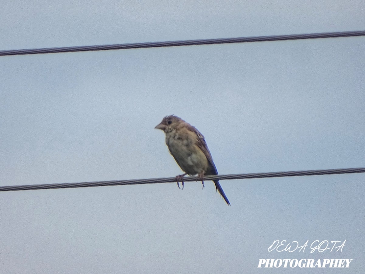 Bruant mélanocéphale - ML644072382