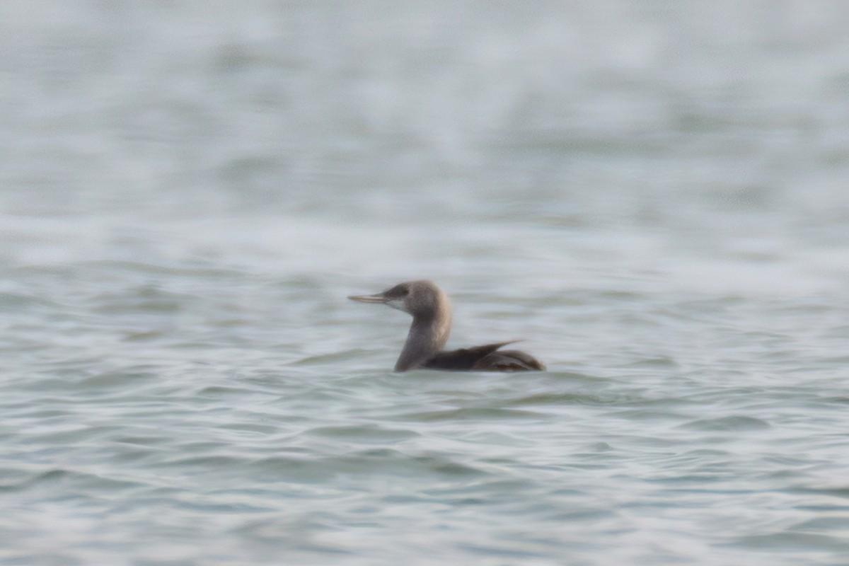 Red-throated Loon - ML644072390
