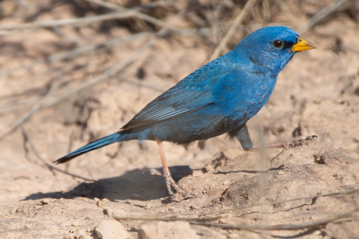 Blue Finch - ML644072392