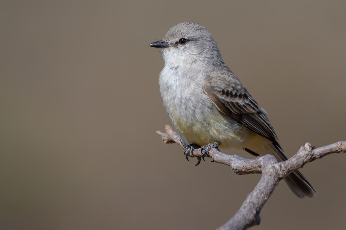 Çapada Tiranuleti - ML644072396