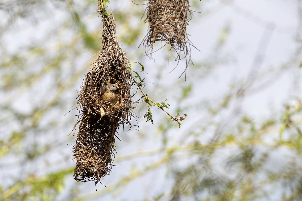 Cut-throat - ML644072415