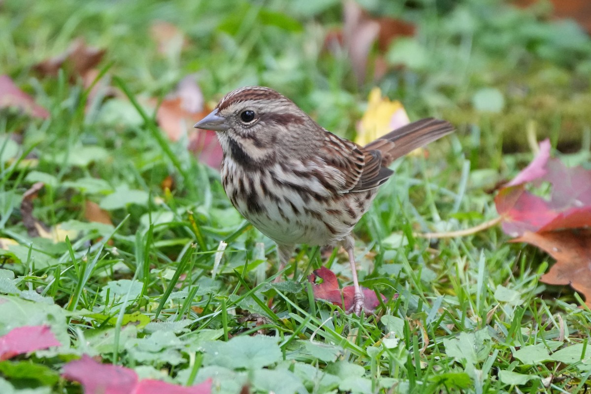 Song Sparrow - ML644072420