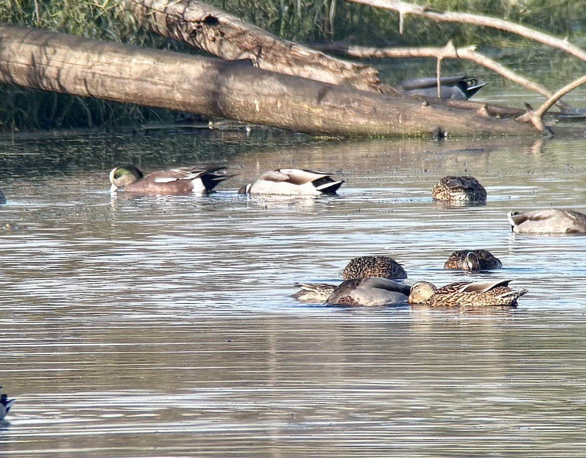 Kanadapfeifente - ML644072426