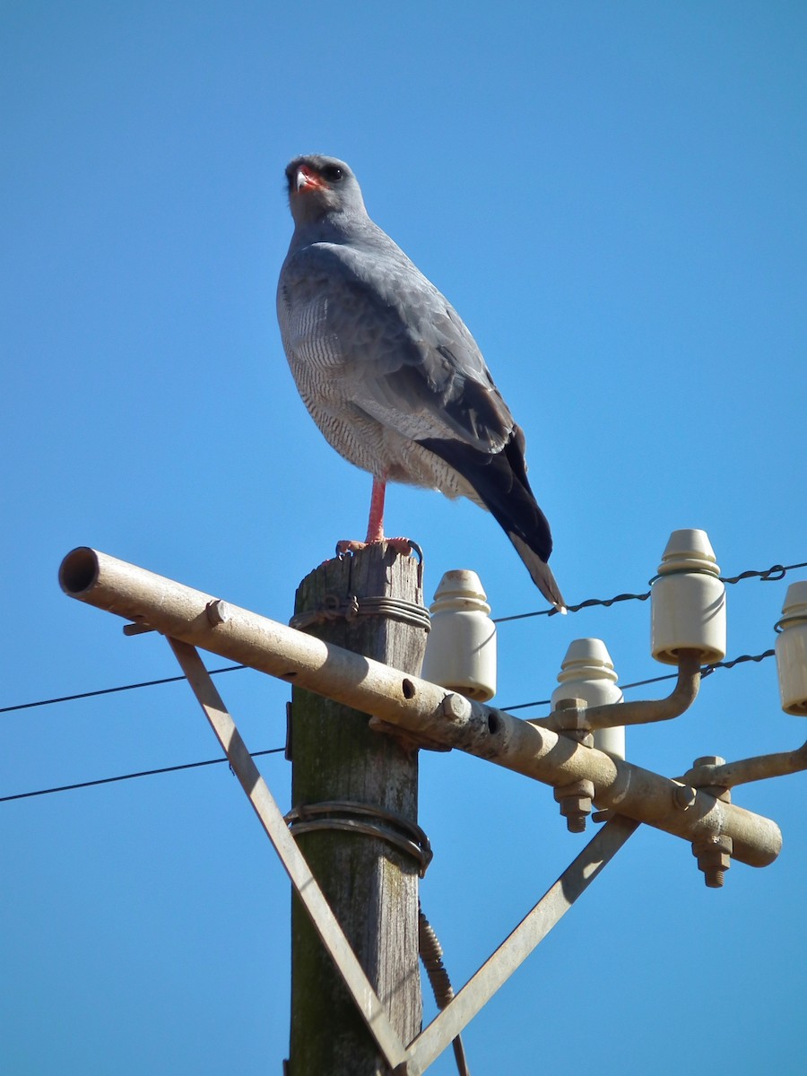 コシジロウタオオタカ - ML644072429