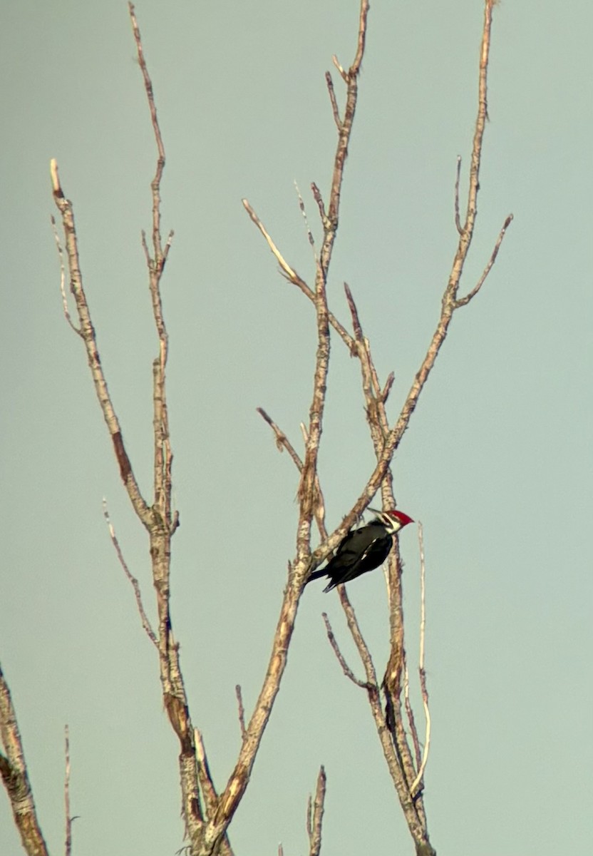 Helmspecht - ML644072430