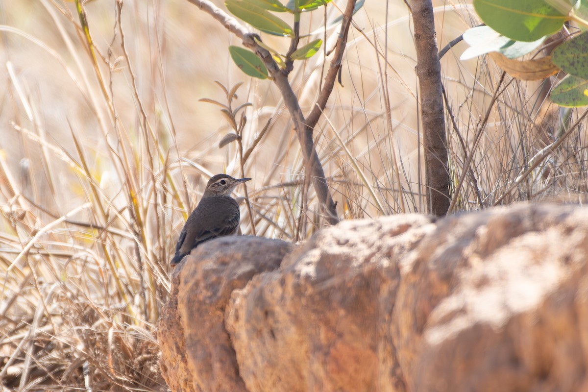 Campo Miner - ML644072436