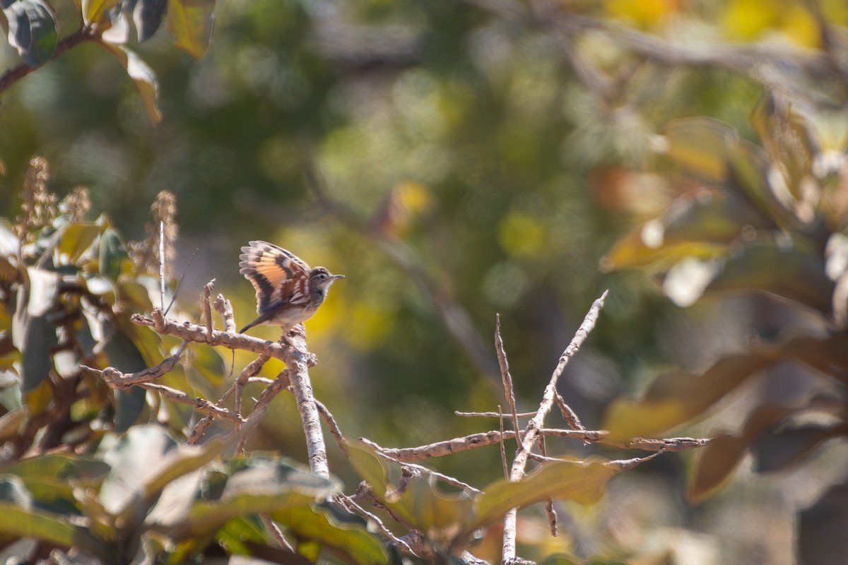 Campo Miner - ML644072437