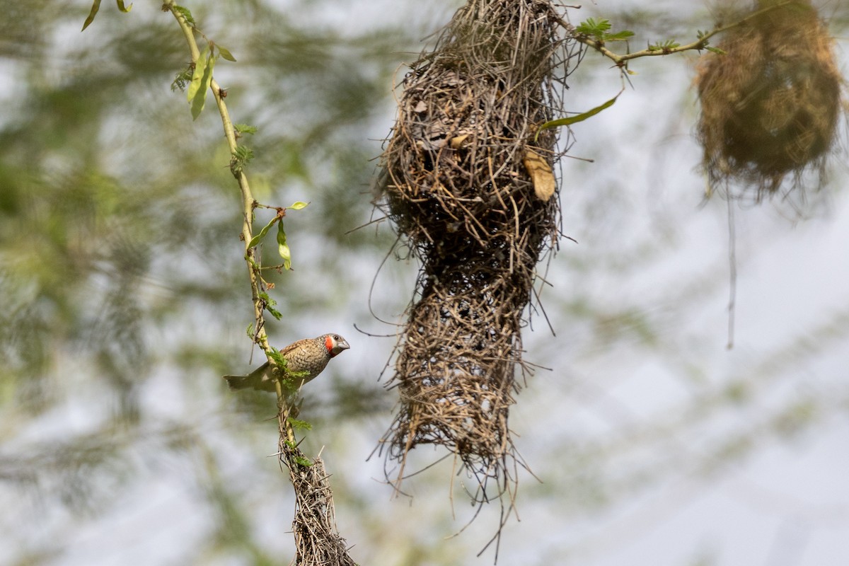 Cut-throat - ML644072438