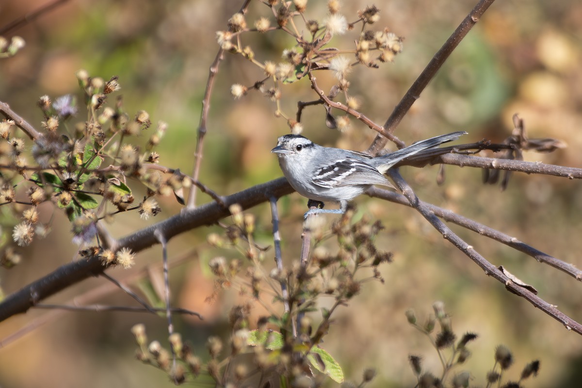 Black-capped Antwren - ML644072455