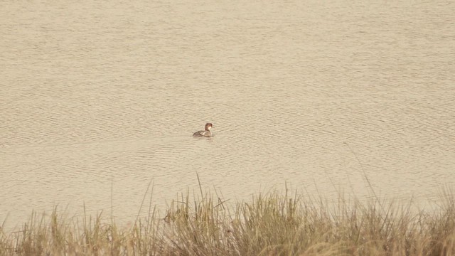 Цахиур бохио - ML644072478