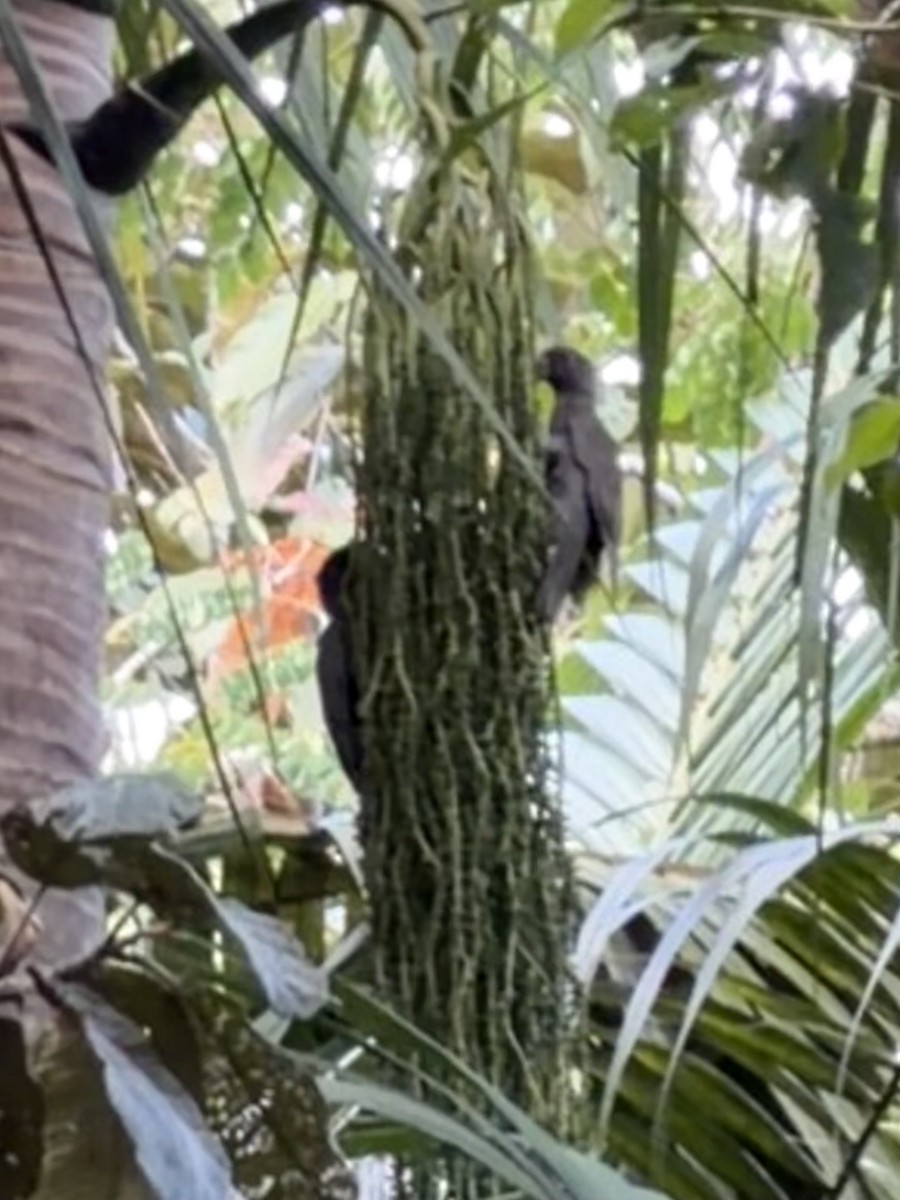 Seychelles Parrot - ML644072479