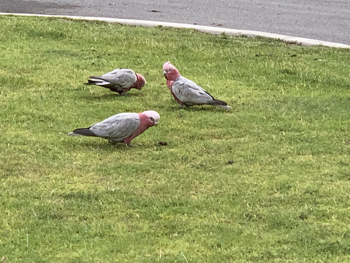 Galah - ML644072481
