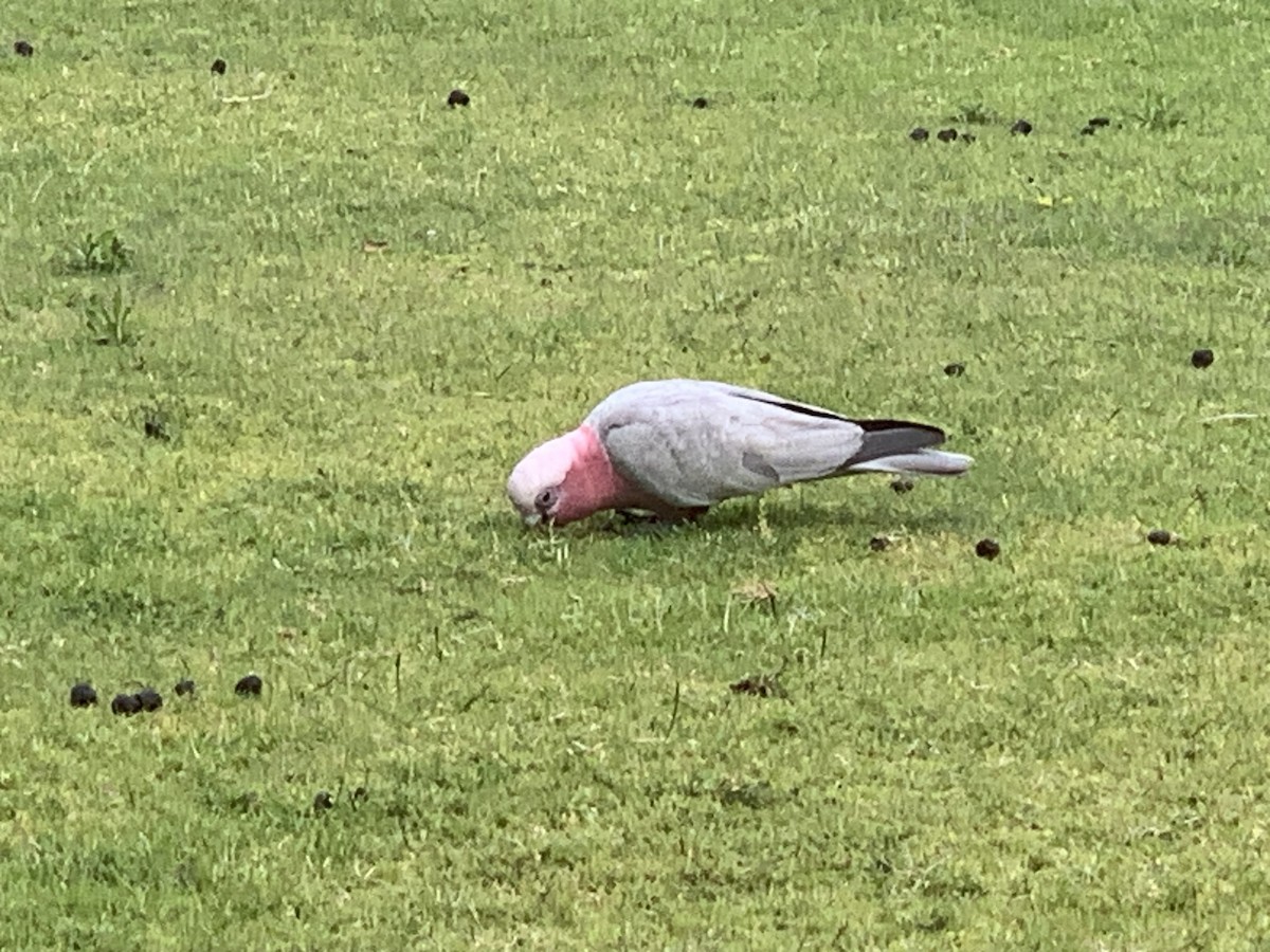 Galah - ML644072482