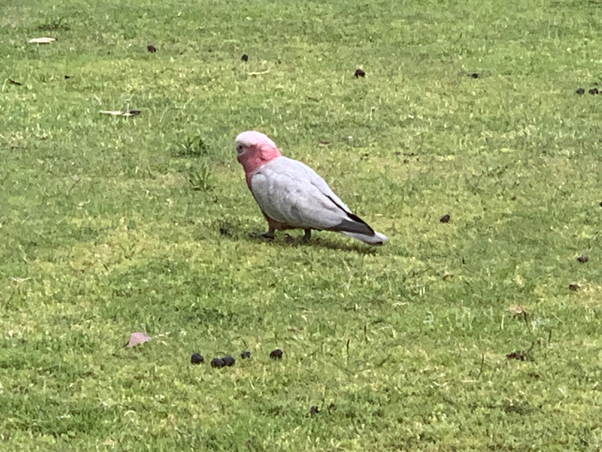 Galah - ML644072483