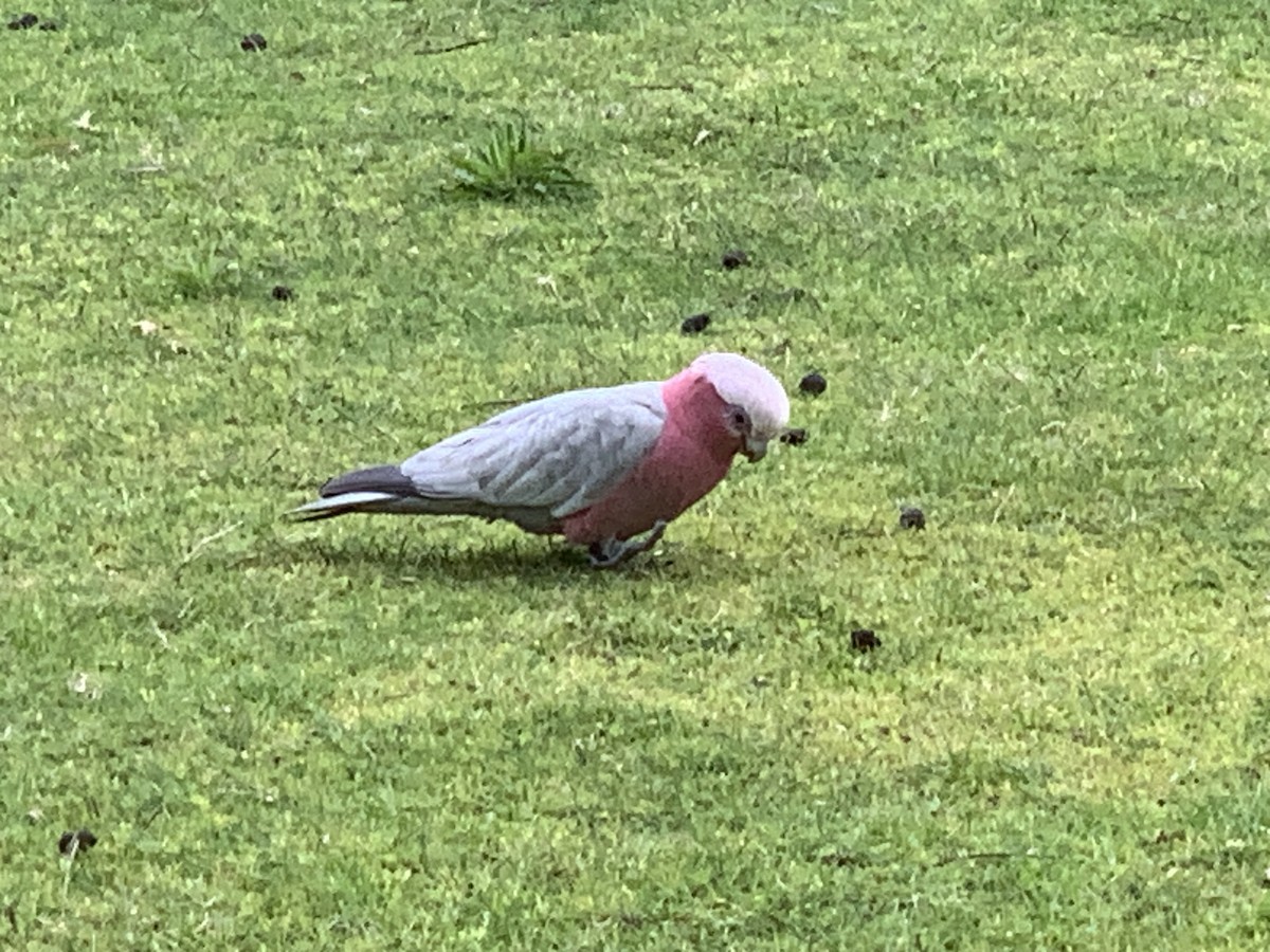 Galah - ML644072484
