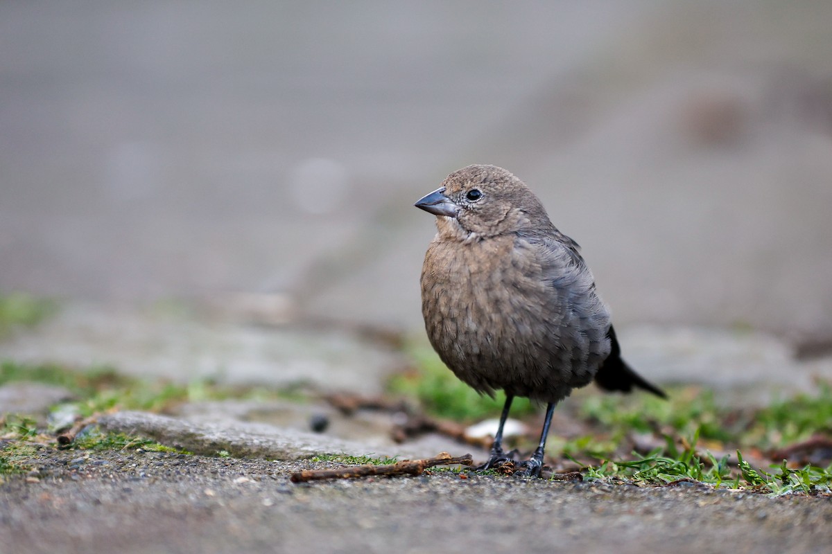 Brown-headed Cowbird - ML644072488