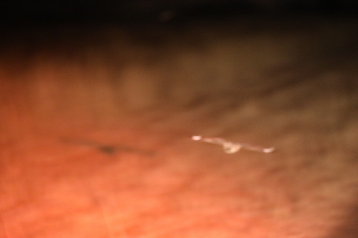 Square-tailed Nightjar - ML644072492