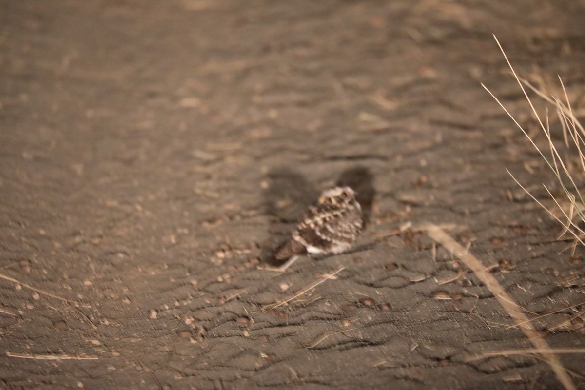 Square-tailed Nightjar - ML644072493