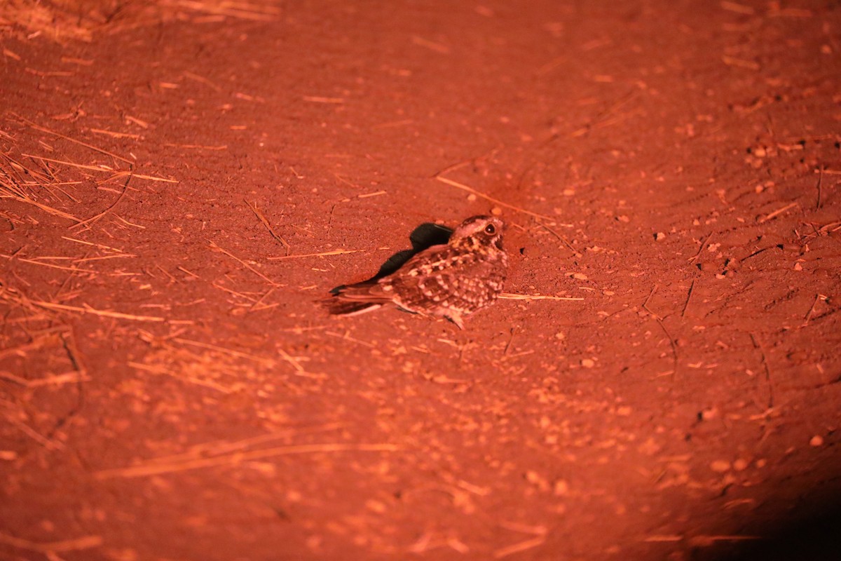 Square-tailed Nightjar - ML644072494