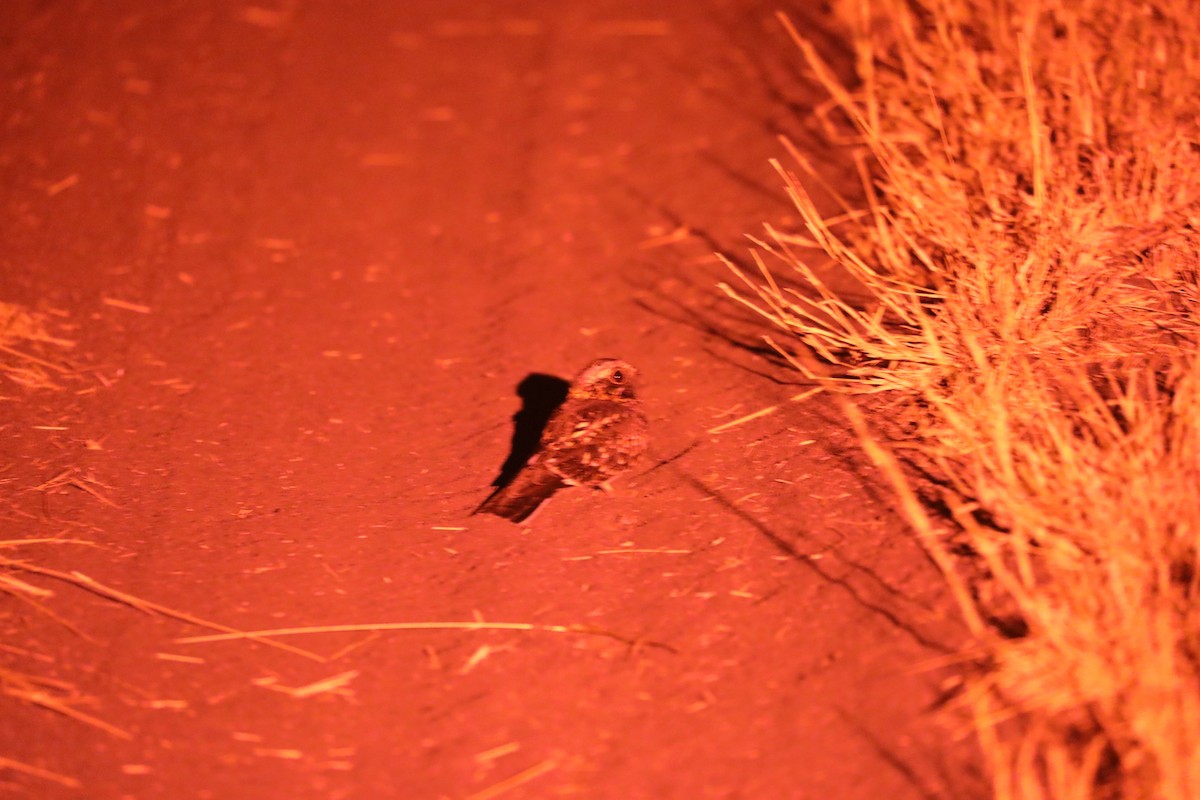 Square-tailed Nightjar - ML644072495