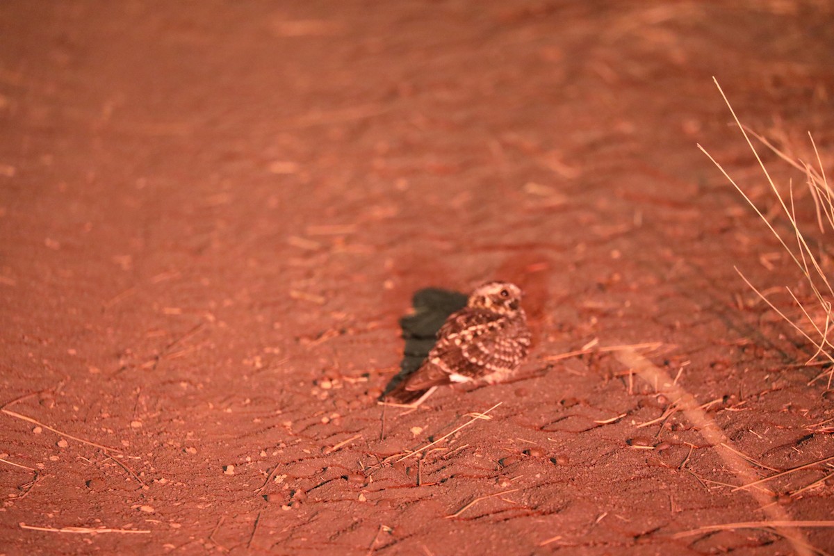 Square-tailed Nightjar - ML644072496