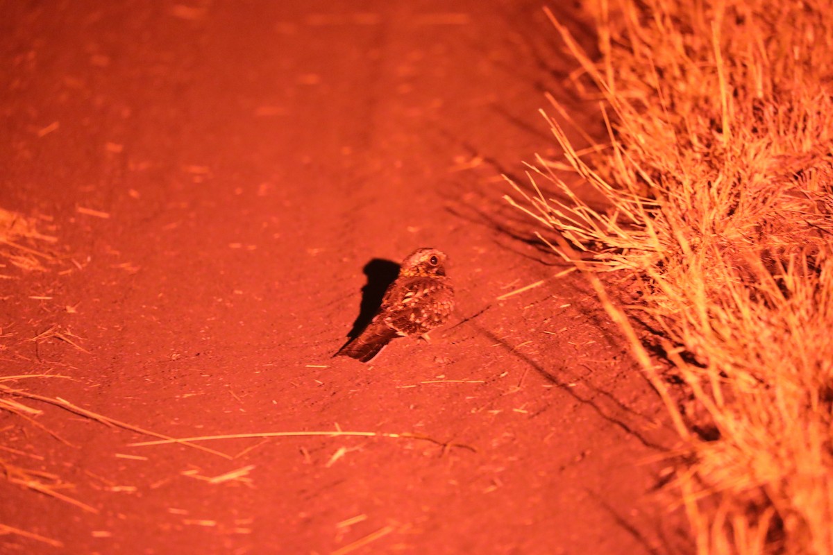 Square-tailed Nightjar - ML644072497
