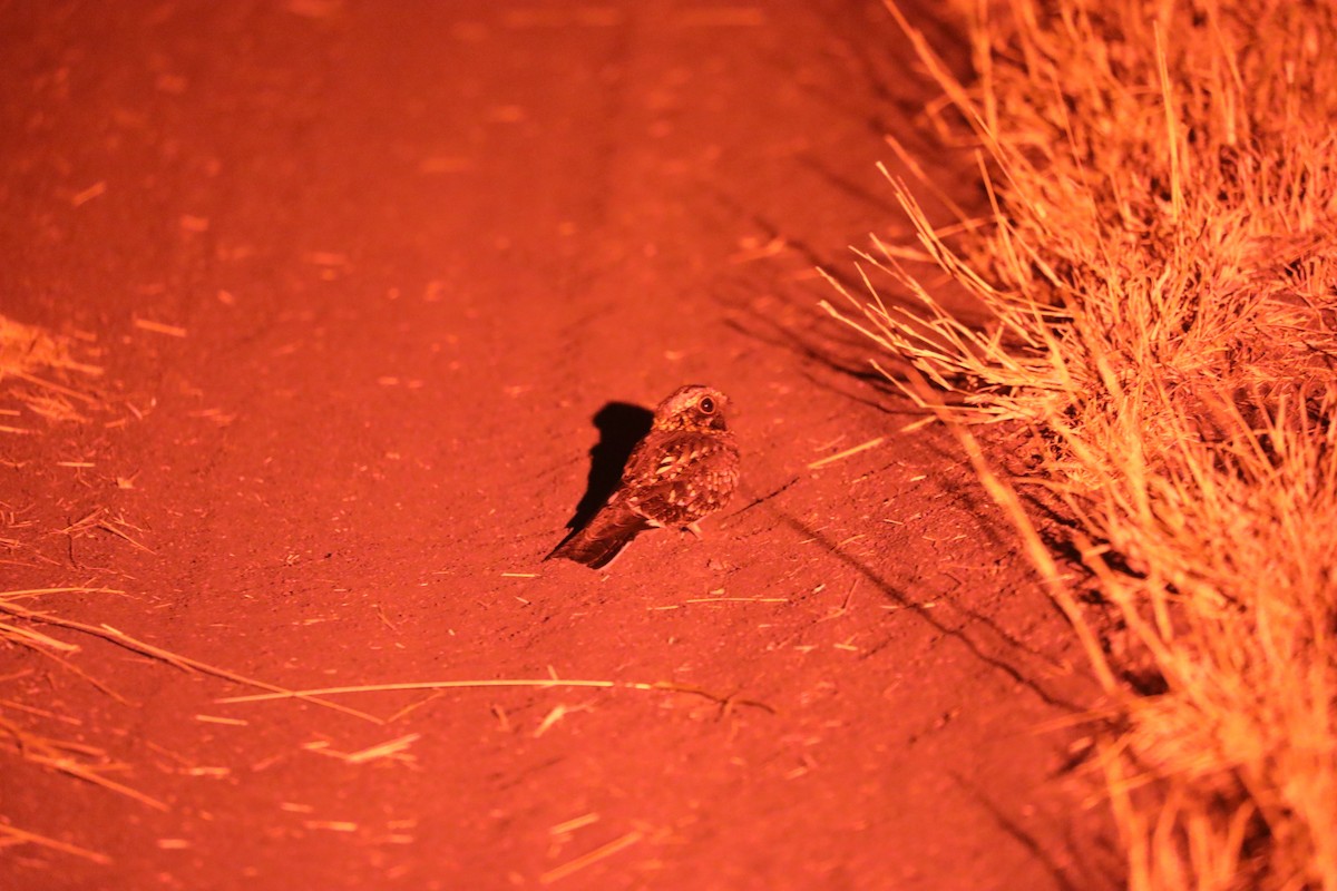 Square-tailed Nightjar - ML644072498