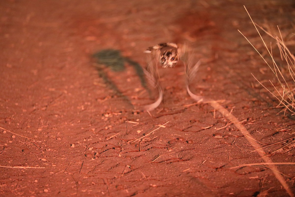 Square-tailed Nightjar - ML644072499