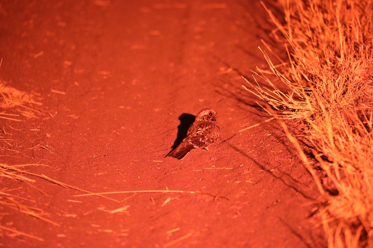 Square-tailed Nightjar - ML644072500