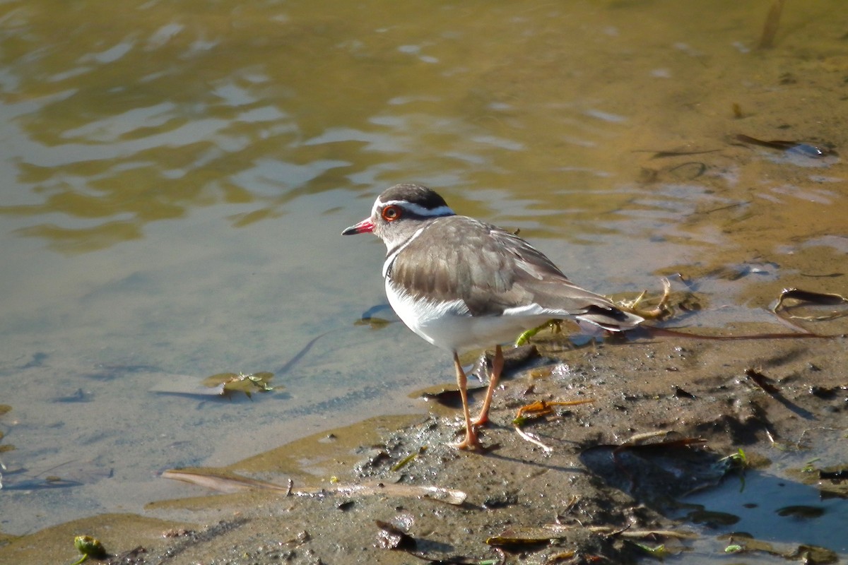 Three-banded Plover - ML644072514