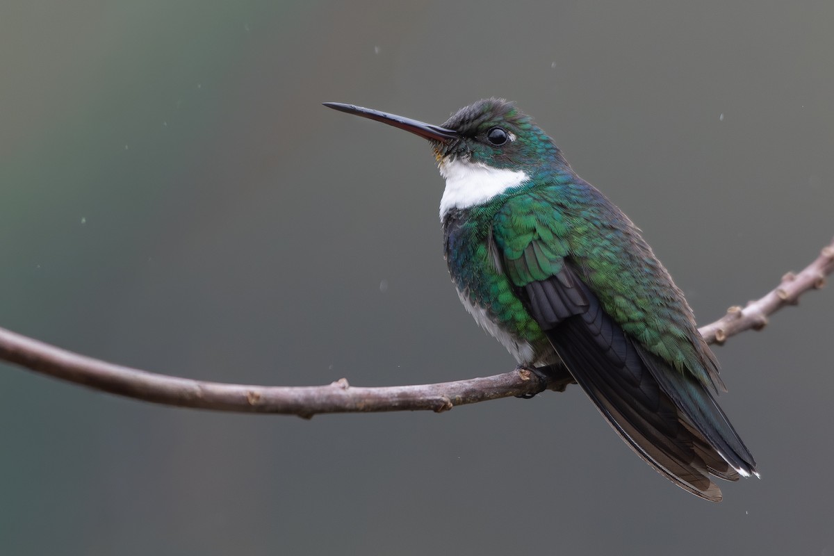White-throated Hummingbird - ML644072515