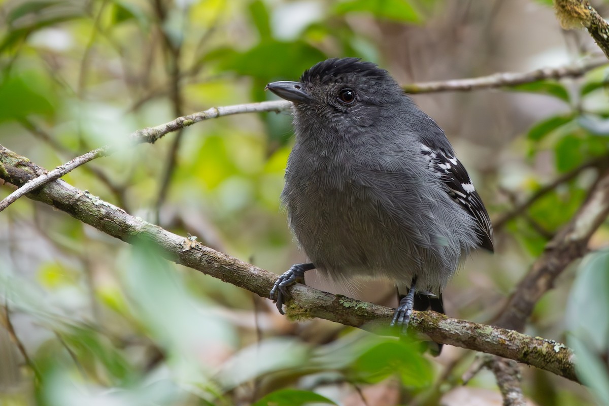 Variable Antshrike - ML644072527