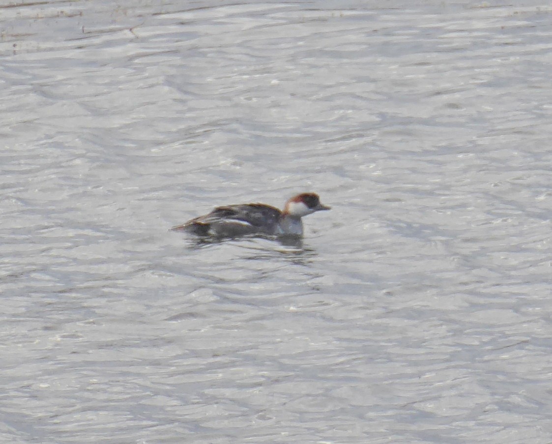 Цахиур бохио - ML644072528