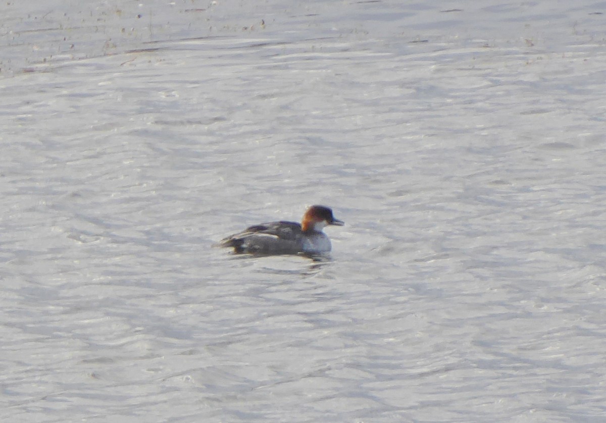 Цахиур бохио - ML644072530