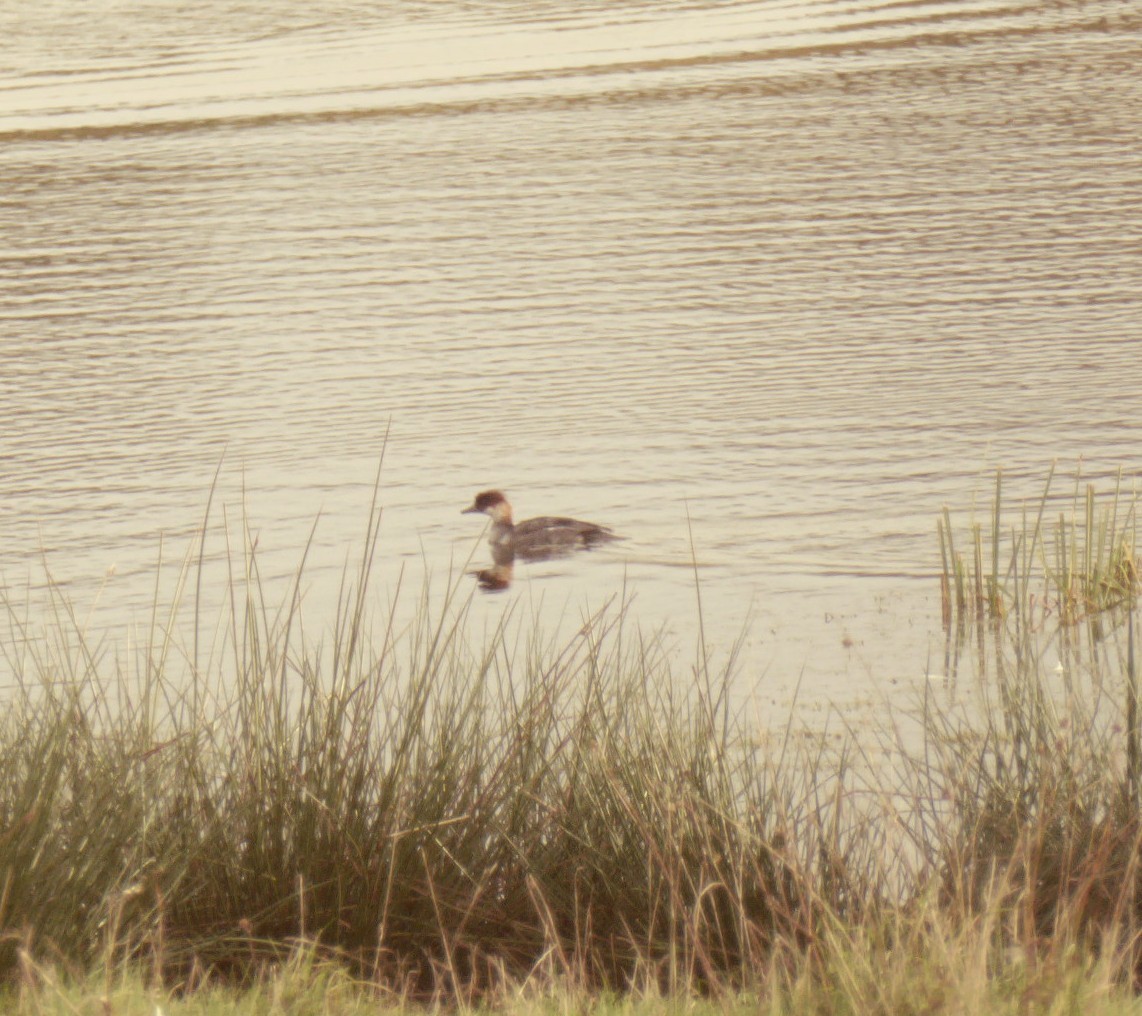 Цахиур бохио - ML644072531