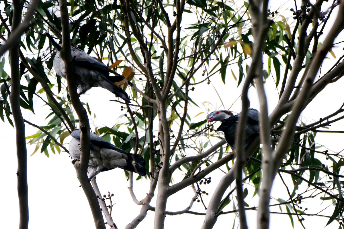 parykkdue - ML644072532