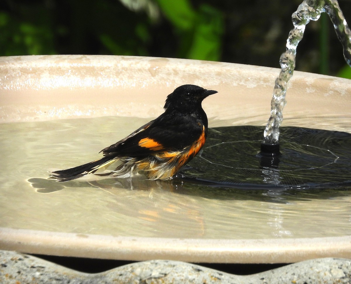 American Redstart - ML644072534