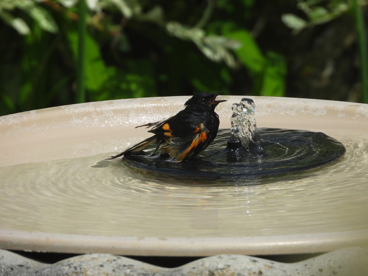 American Redstart - ML644072537